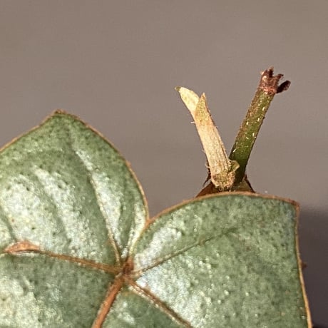 Pterisanthes sp. from Sabah-1 [R0515-01a]