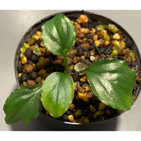 Homalomena 'Rec1-29' K0718-f1 [KZT]