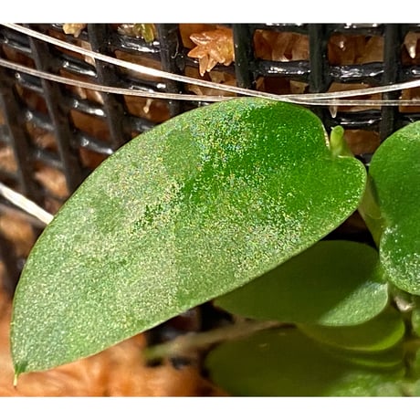 Rhaphidophola sp. from Genting Highlands