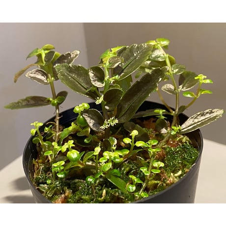 Pilea imparifolia from Iquitos Peru [tanakay]