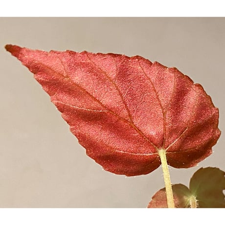 Begonia pavonina from Malaysia