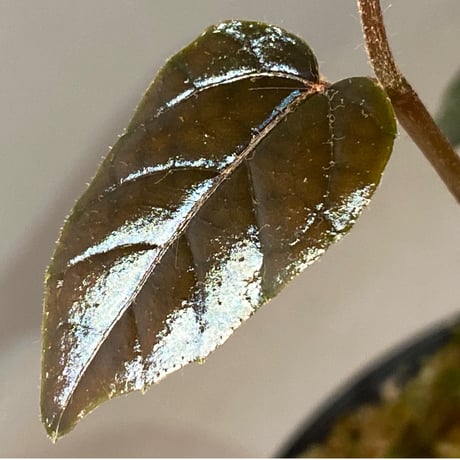 Pterisanthes sp. from Sidikalang [R0817-01c]