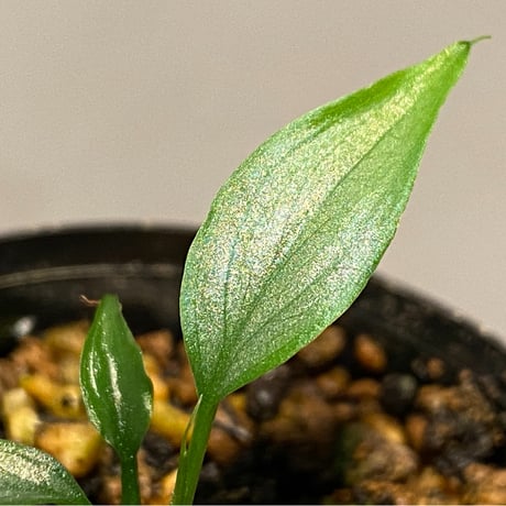 Homalomena sp. White leaf from "Pendang" Kal tengah [TB]