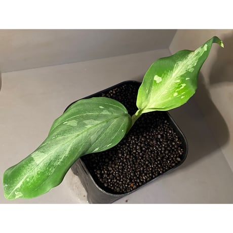 Aglaonema pictum A from Aceh sumatera [LA1115-03 i]