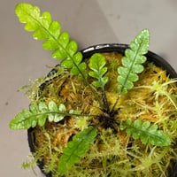 Blechnum obtusatum var. obtusatum from New Caledonia (固有種)