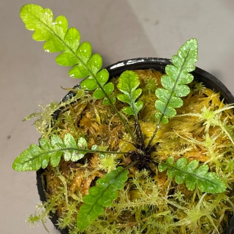 Blechnum obtusatum var. obtusatum from New Caledonia (固有種)