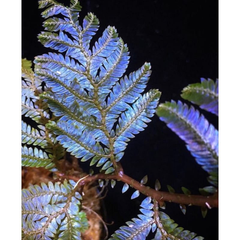 Selaginella sp. from Sarawak | M・R・G・R