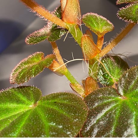 Begonia sp. from Manaus