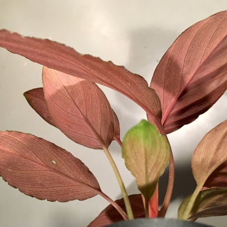 Homalomena sp. from Pulau sumatera