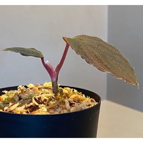 Homalomena sp. Red "Sabah-6" [R0515-03a]
