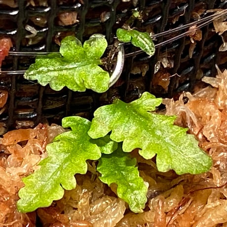 Teratophyllum sp. from Sibolga Timur [HW1017-03]