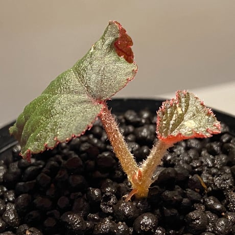 Begonia sp. from Tuyen Quang [YH1117] TK