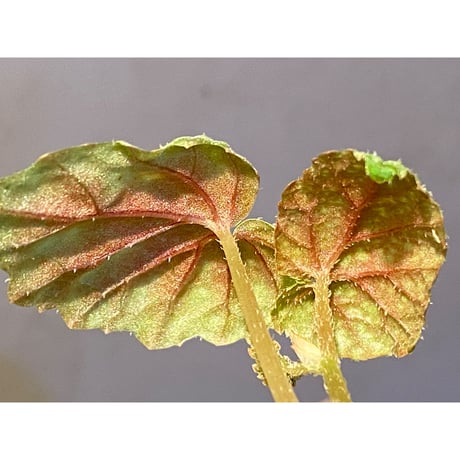 Begonia tenuifolia from Sukasada Bali [S0320-02] 伊藤蟻植物農園