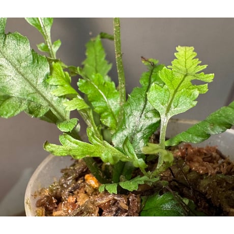 Microsorum sp. "Needle Leaf"