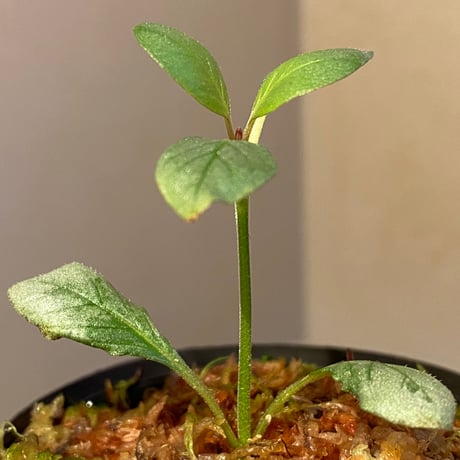 Acanthaceae gen. from Laos [LA]