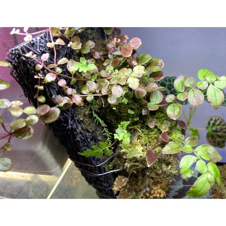Pilea imparifolia from Iquitos Peru [tanakay]