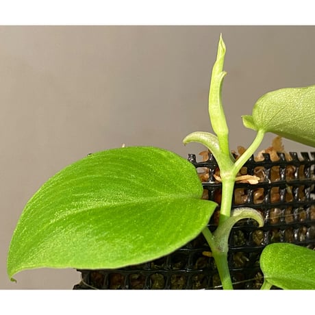 Philodendron sp. from Iquitos Peru [tanakay]