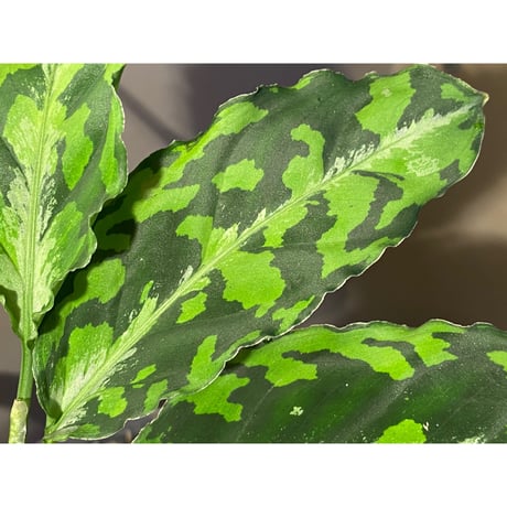 Aglaonema pictum GW1410 from Padang sidempuan [TB]