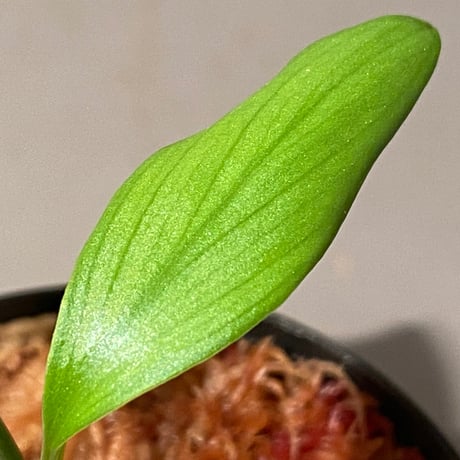 Homalomena sp. Aceh Silver from Aceh sumatera [LA0613-00]
