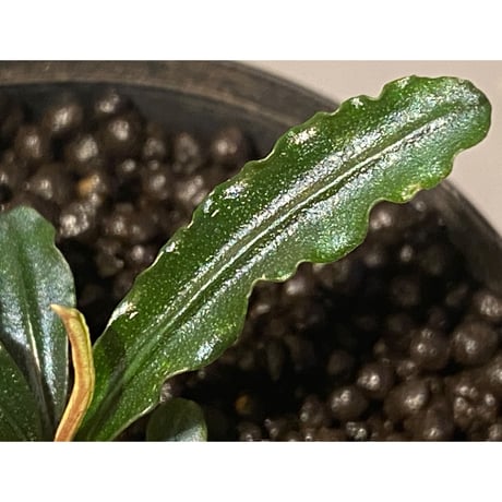 Bucephalandra sp. "MEDUSA"