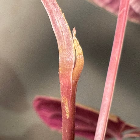 (常湿育成) Dioscorea dodecaneura (discolor)