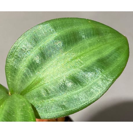 Geogenanthus undatus from Tarapoto Peru [tanakay]