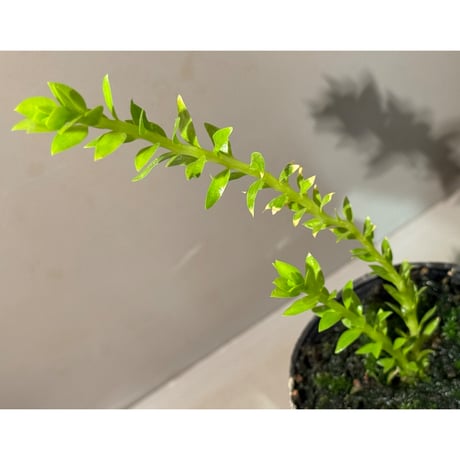 Phlegmariurus phlegmarioides Aimas, Sorong, West Papua 伊藤蟻植物農園