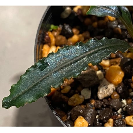 Bucephalandra sp. "Mangat" [MF0417-2A]