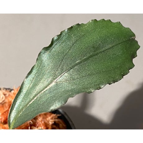 Bucephalandra sp. "Shining-Green" Kota baru timur-2 [AZ0311-12]