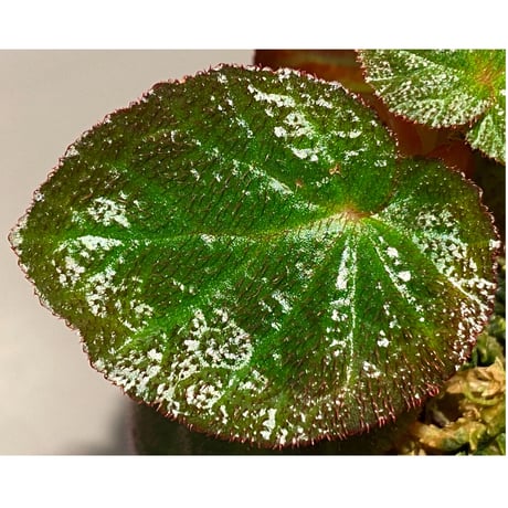 Begonia sp. from Manaus