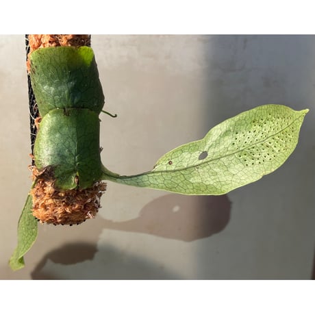 Microsorum linguiforme from South sumatera