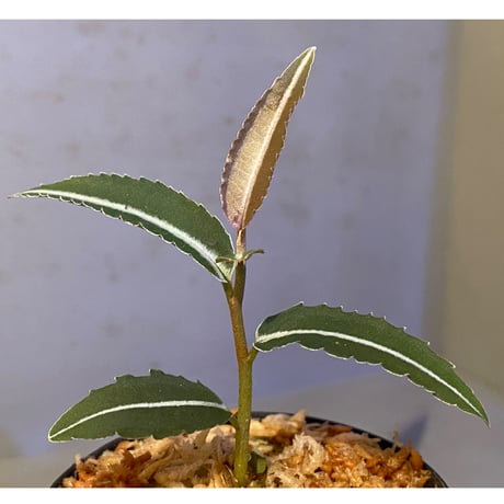 Labisia sp. from Gunung Chamah [TK260316]