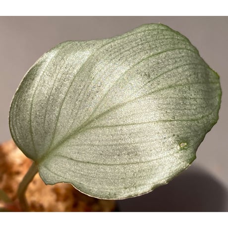 Homalomena sp. from Pulau Lingga