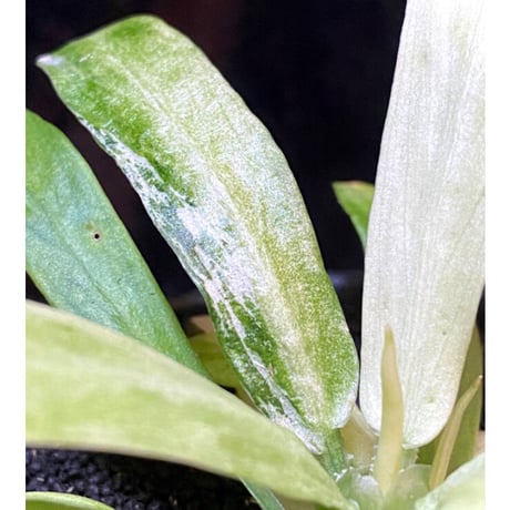 Schismatoglottis sp. "初霜錦" from Murung raya [LA0515-05]