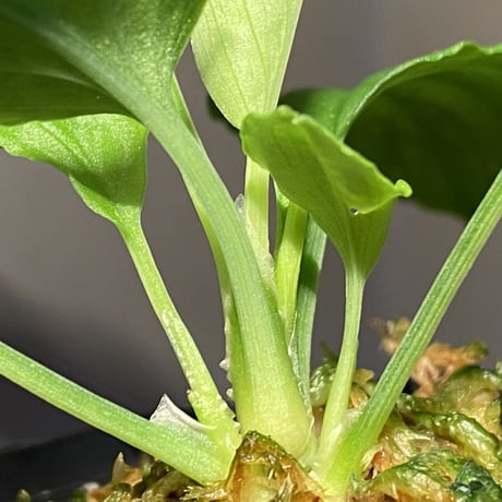 Homalomena sp. "Minimum" from Padan Utara [AZ0512-04]