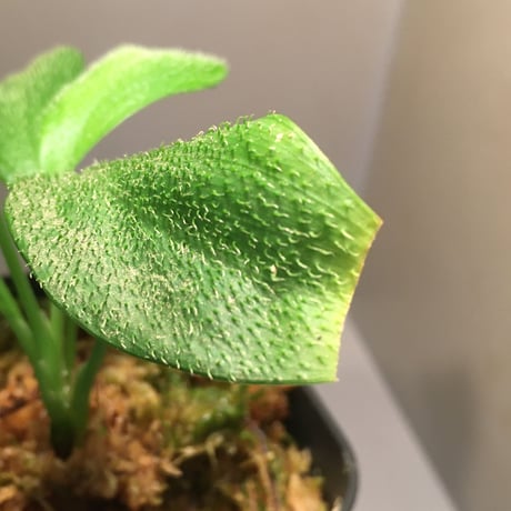 Homalomena hasei "狐尾" from Aceh sumatera [LA0616-04]