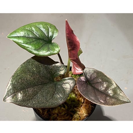 Syngonium sp. from Choco Colombia [tanakay]