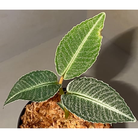 Ardisia sp. from Raub Pahang