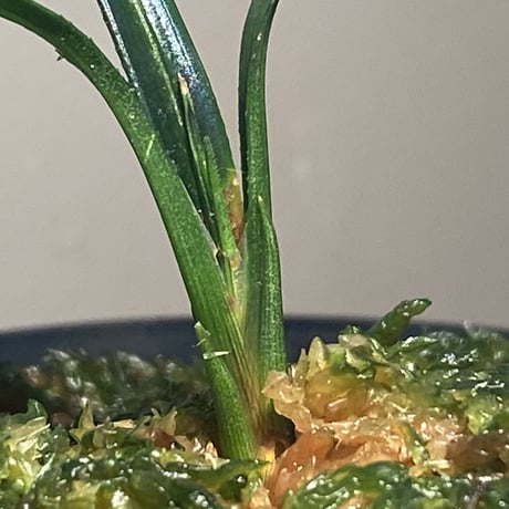 Mapania sp. from "Nanga pinoh" Melawi Kalimantan barat [TB]