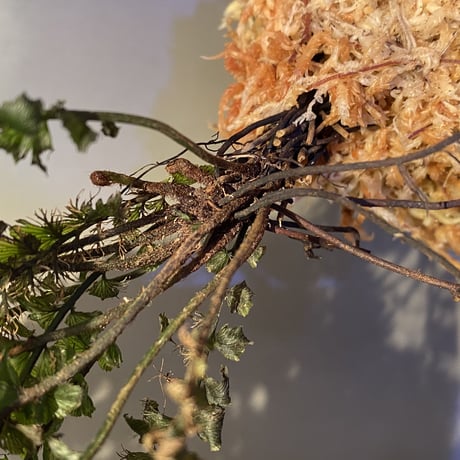 Cephalomanes sp. from Khlong Yai Trat Thailand ②