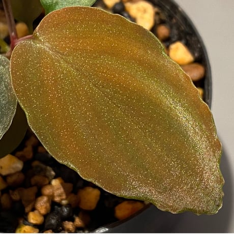 Homalomena sp. from Mt. Besar