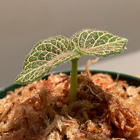 Argostemma neurocalyx from Riau sumatera [LA0815-02]