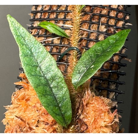 Microgramma lycopodioides from Guatemara 伊藤蟻植物農園