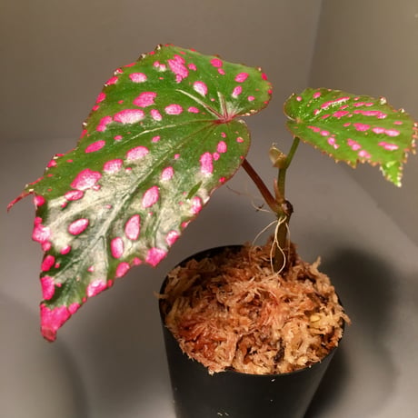 Begonia negrosensis from Negros [WWR]