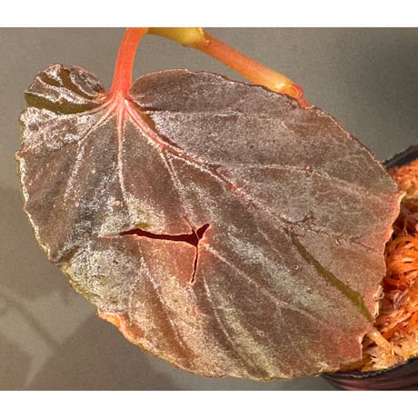 Begonia sp. from Kapuas hulu
