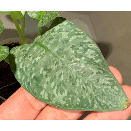 Schismatoglottis sp. from Sanggau
