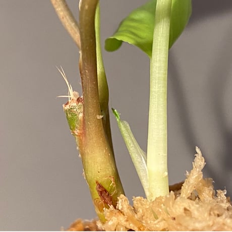 Homalomena sp. "赤銀×？" from West Java wf1 [Import] KZT