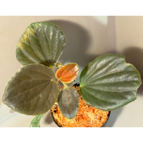 Peperomia metallica 'Black'