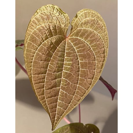 Dioscorea dodecaneura (discolor) from Ecuador