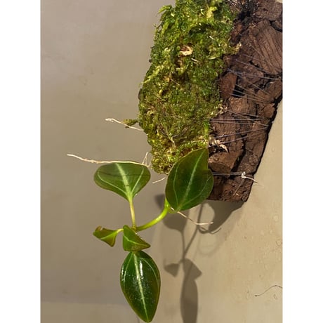 Pachycentria sp. from Selangor